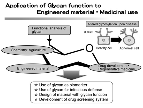 Fig. 1. Application of glycan function to engineered material and medicinal use.
