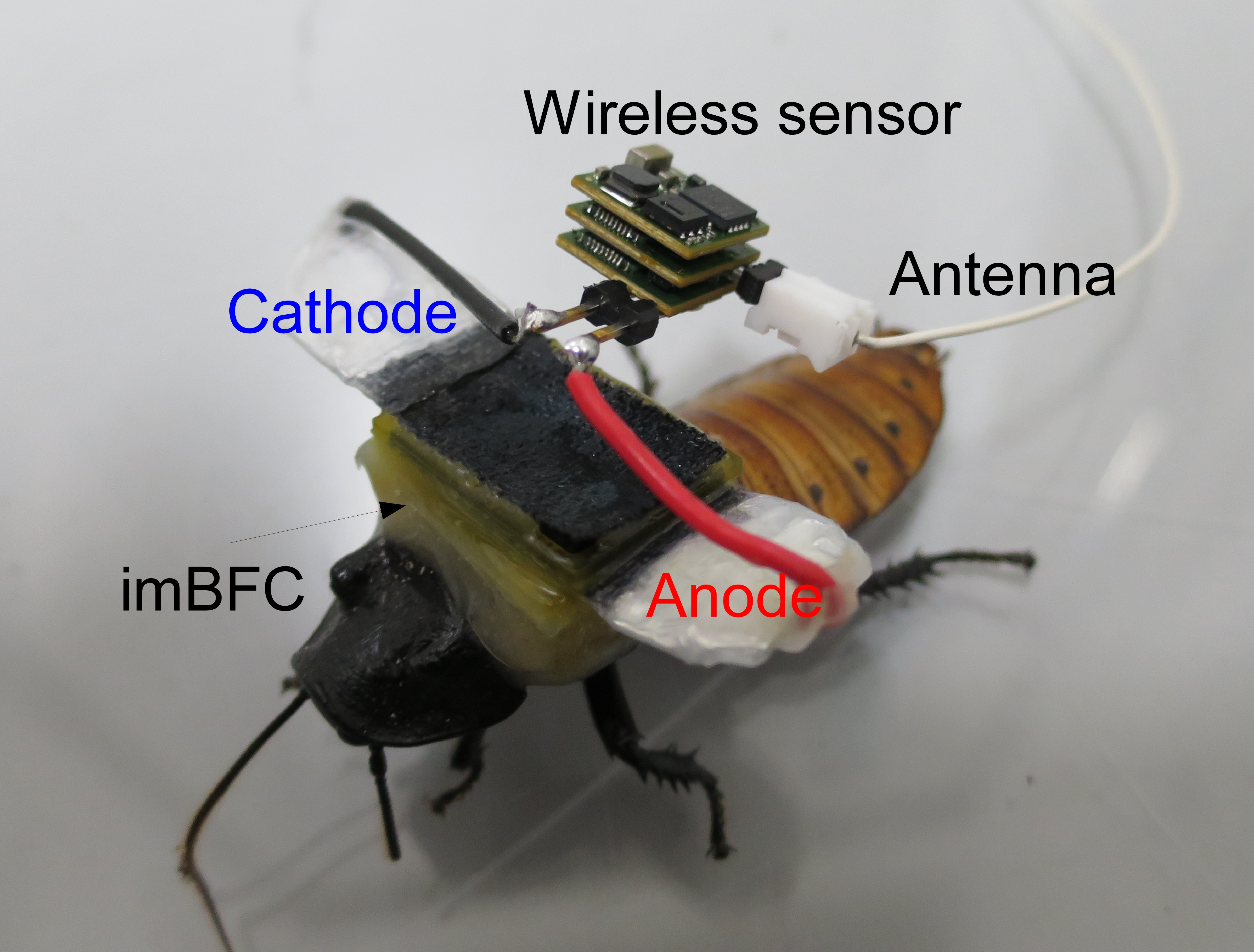 Wireless sensing robot using living insects
