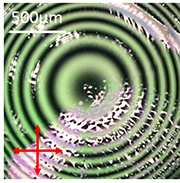 Polarization dependent liquid crystal Fresnel lens cell fabricated 
by using Galvano scanner system.