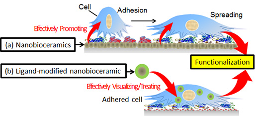 Nanobioceramic-induced cell functions through (a) the cellular interfacial interactions and (b) the cellular uptakes by the ligand-modification, which are our concepts of ”Surface-engineering”.