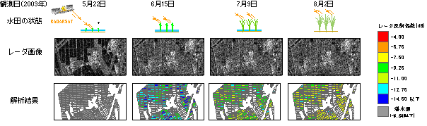 Plot-based estimation of rice growth using time-series radar satellite data