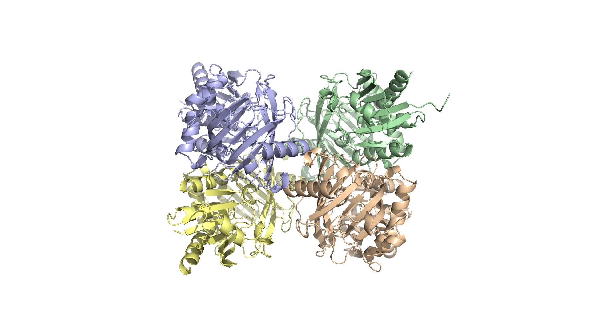 図３　D-アミノ酸酸化酵素の結晶構造