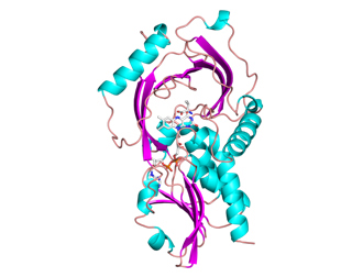 Fig. 3 A model structure of D-amino acid oxidase