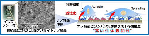 図２ 高機能生体親和性界面のイメージ図．体内へインプラント等の材料を埋入した際，材料へタンパク質吸着と細胞接着が起こり，界面形成されます．この形成メカニズムを解明することにより，高機能な生体親和性材料が創製できます．[代表論文：Tagaya M., Kobunshi Ronbunshu ,70, 398 (2013).]