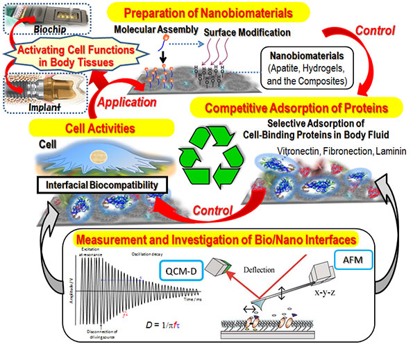 Research outline on the designing of nanobioceramic surfaces towards effectively promoting cell functions.